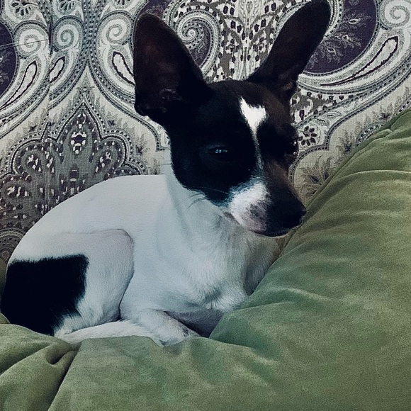 Meet your Posher, Victoria - Picture 8 of 8